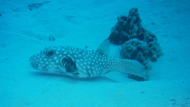 いねむりして舟をこいでいたふぐ