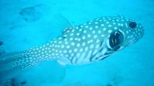 人間に見られて恥ずかしそうに去っていくふぐ