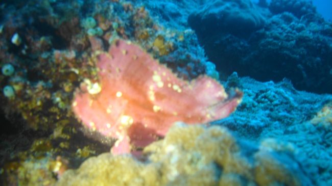 ハダカハオコゼの幼魚　７ｃｍぐらい