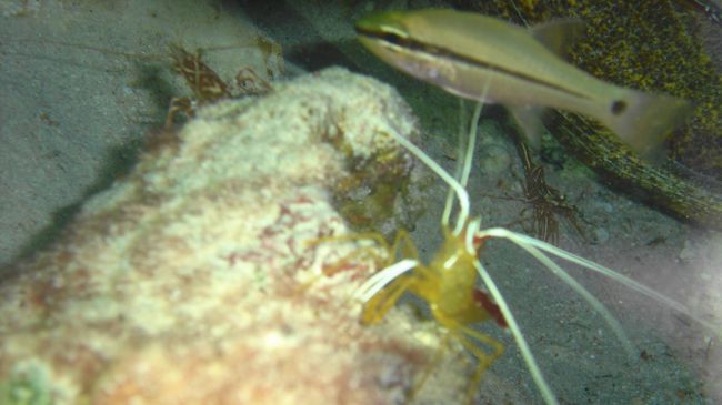 クリーニングシュリンプがいっぱいいました。