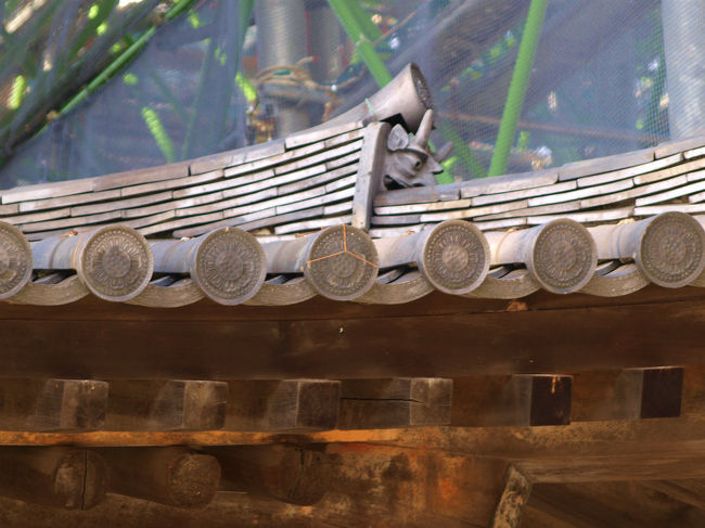 早く　立派に　美しい姿　見せて頂きたい。