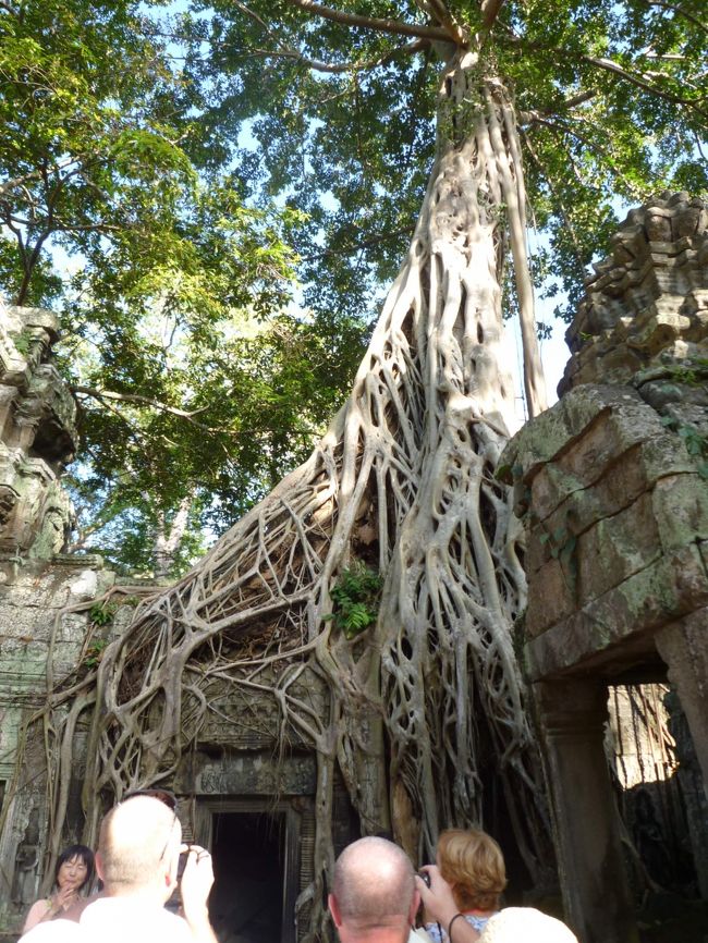 毛細血管のようにからまる木