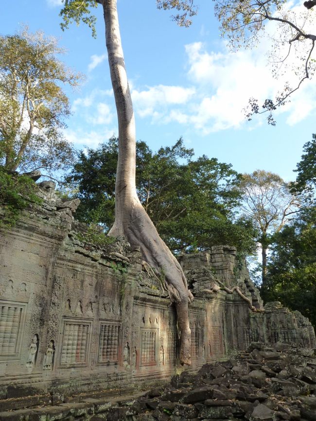 周壁をまたぐスポアンの木