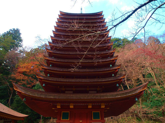 整った姿　高さ１７メートル