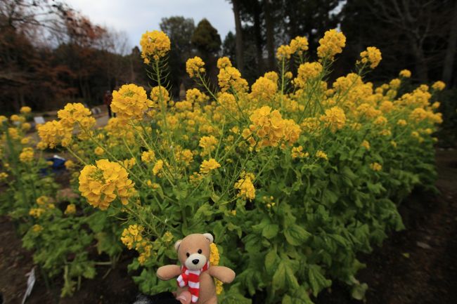 春日大社神苑　万葉植物園<br /><br />その前に菜の花を。<br />