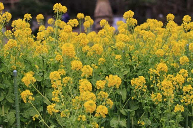春日大社神苑　万葉植物園<br />