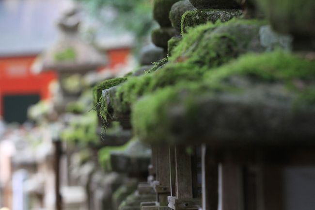 春日大社<br /><br />古い灯篭は、その歴史を知らせるかのように、傘の部分を苔が覆っていました。<br />