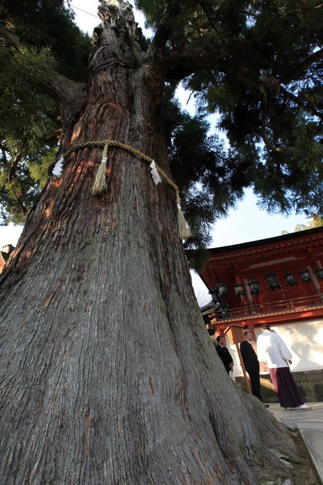 春日大社<br /><br />◎ 社頭の大杉<br /><br />目通り周囲８.４ｍ<br />高さ２５ｍ<br />樹齢約８００年〜１０００年<br /><br />７００年前に描かれた「春日権現験記」に幼木の姿が記されています。 <br /><br />