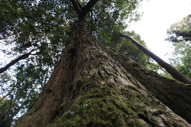 春日大社<br /><br />◎ 春日大社境内のイチイガシ巨樹群　市指定文化財<br /><br />春日大社が創祀された８世紀ごろには、三笠山の麓から飛火野にかけてイチイガシを優先種とする照葉樹林が広がっていたと考えられている。<br /><br />現在、春日大社境内にはそれを物語るように、幹周３ｍを超えるイチイガシの巨樹が多く生育しており、学術的にも環境保全の上からも重要な存在である。<br /><br /><br /><br />◎ おしまい<br />