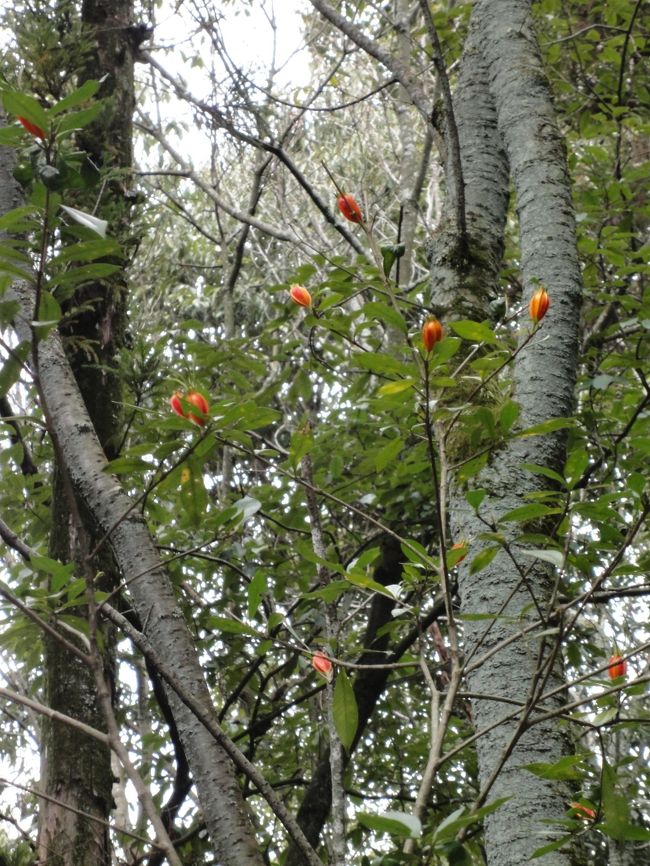 なんの木かな？って言ったら、しっぽさんが庭師さんに聞いてくれました♪<br /><br />「くちなしの実」だそうです。　栗きんとんとかに入れるアレですよね！<br /><br />ちなみに、会社員だった頃、苦手な上司がよく歌ってたのは「くちなしの花」でした(^_^;)