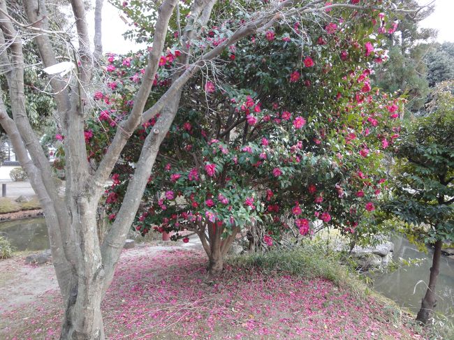 お花のじゅうたんヽ(^o^)丿<br /><br />さざんかですね〜♪