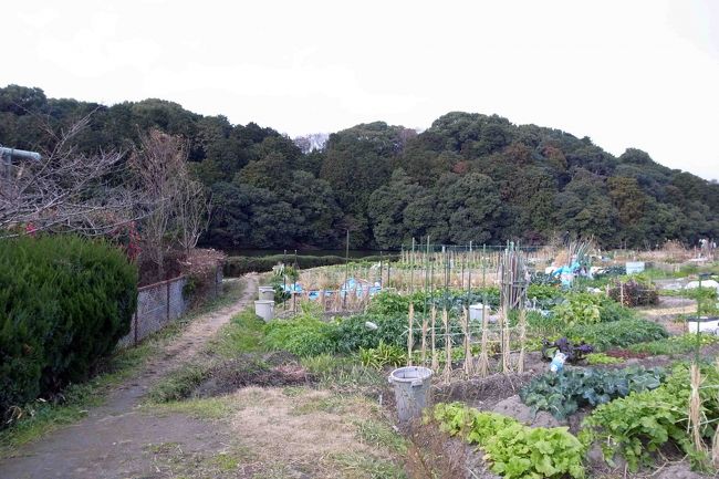 南に少し（たぶん一丁）歩くと、すぐ視界が開けてきました。道の右側は畑。その向こうに見えるこんもりした森が垂仁天皇陵です。<br /><br />今日は寒さもそれほどじゃないし、天気も良いし、よかったー。<br /><br />