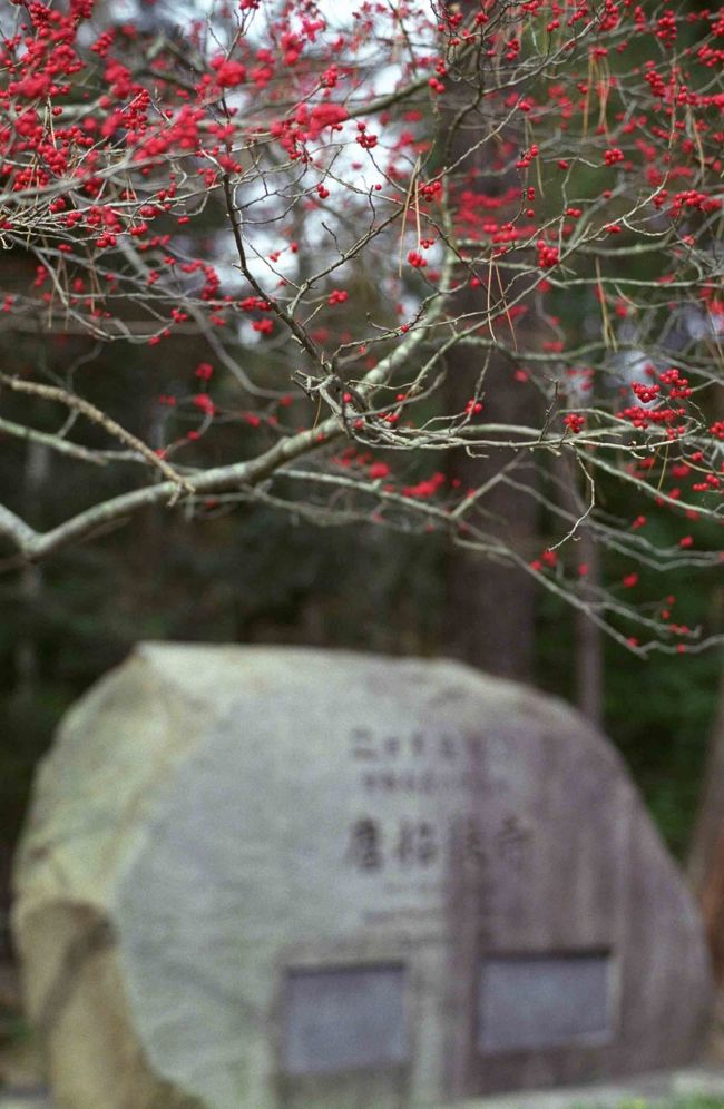 入口付近で目立っていた、赤い実をちりばめた木。