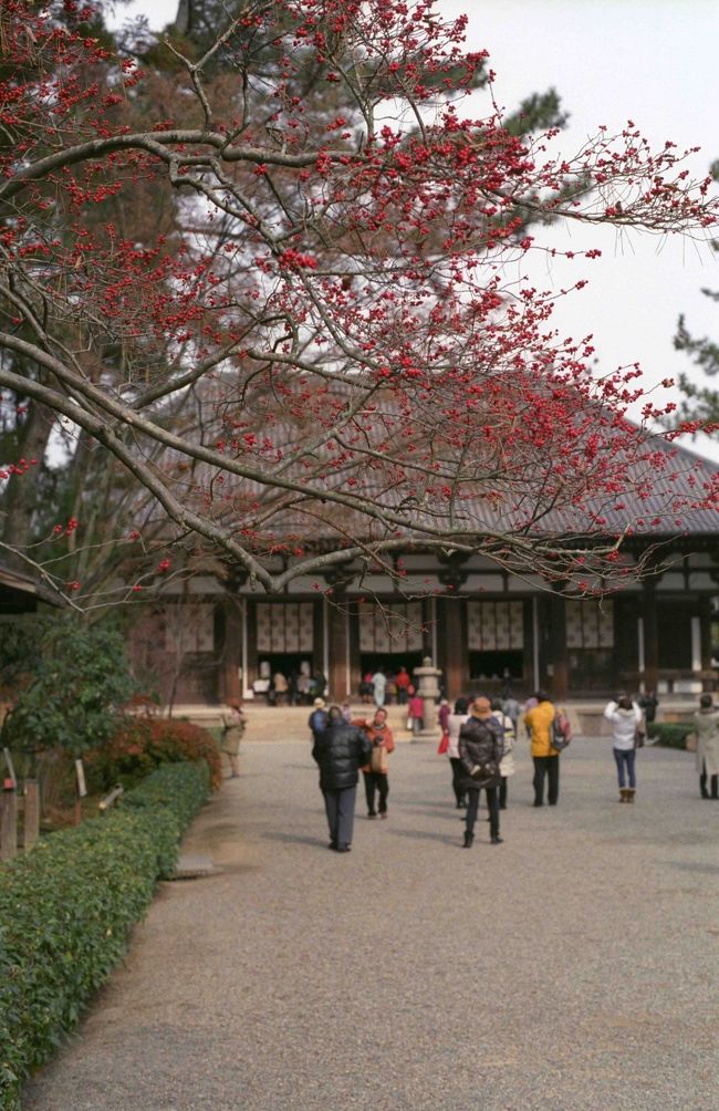 唐招提寺に着きました。<br />南大門の前に立つと、正面に金堂が見えます。何だかわけもなくありがたい…。何年か前のお正月に訪れたときは金堂はまだ修理中で、無粋な素屋根に覆われていたっけ。<br /><br />受付で拝観料を納め、境内に入ります。<br />お正月とはいえ、唐招提寺はそれほど混雑している様子ではありません。