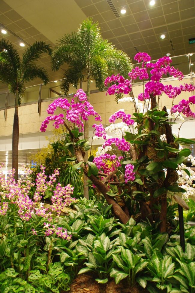 空港じゃないみたいな感じで、緑と花に癒されるトランジットタイム。