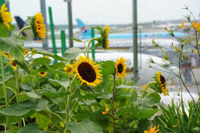飛行機をバックにひまわりの花畑。