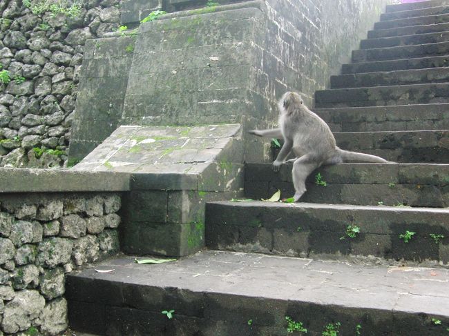 <br />　サルに、<br /><br />　サングラスや帽子を、<br />　<br />　みんな、取られまくってました。