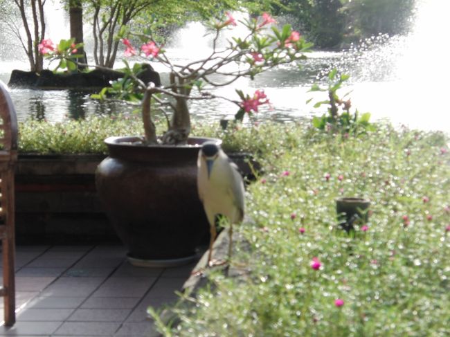 <br />　たまに鳥が寄ってきます。