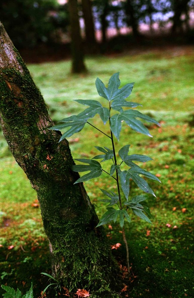 御廟に入ると、美しい苔庭が広がっています。<br />真冬でも艶々していて、緑のビロードそのもの！
