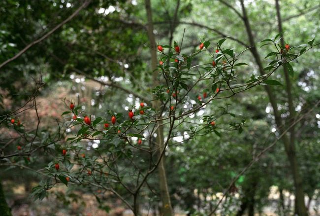 皆さんが立ち止まって写されていた木です。<br />オレンジ色の実がとても鮮やか。<br />くちなしだそうです。<br /><br />