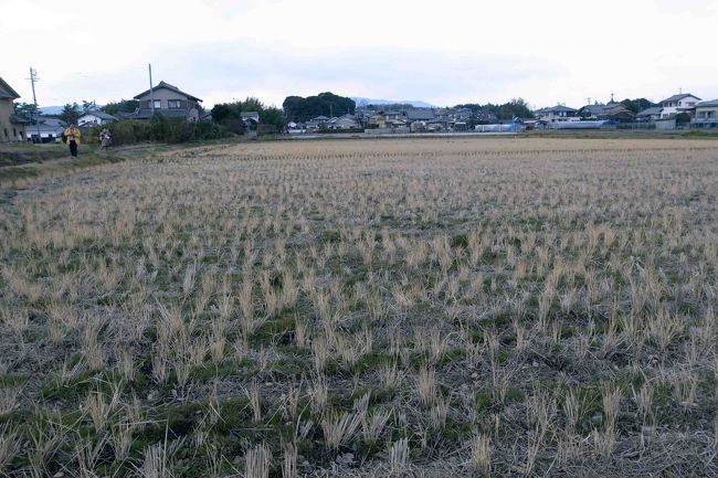 無事、待ち合わせ場所に全員集合して、昼食場所に向かいました。<br />先導の王子様はずんずんと田んぼの方へ入って行かれます。近道かな？みんなで一列に並んであぜ道を歩きました。