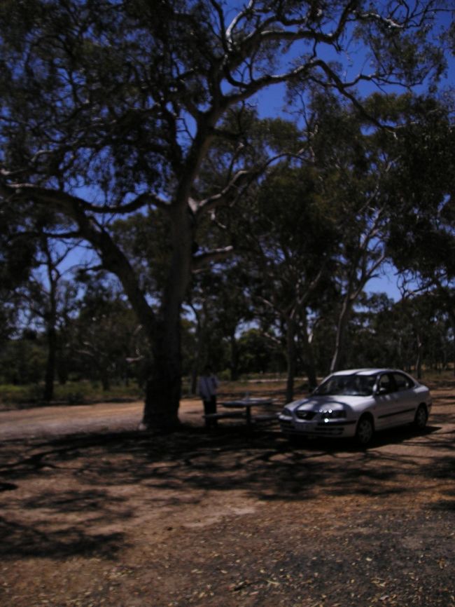 しばらく運転するとピクニックなどできそうなところがあったので<br />休憩する。周りにぐねぐねした木がたくさんある。<br /><br />とても気持ちがいいのだが、ハエがすごくて凄くてまいる！！<br />母もハエと格闘する。