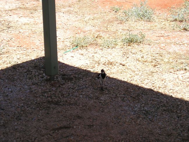 鳥が遊びにくる。