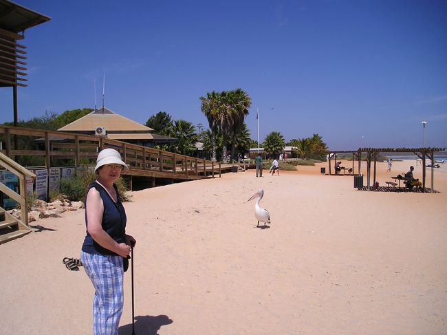 次の日、モンキーマイヤへ。イルカと戯れにいざ出発！<br />ペリカンも散歩中。