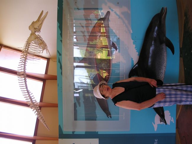 ここではイルカの病気など色々しることができる。