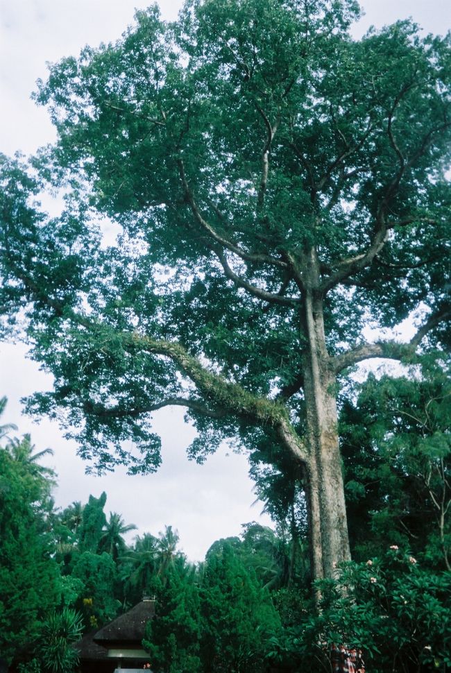 　でっかい木もあったりして。