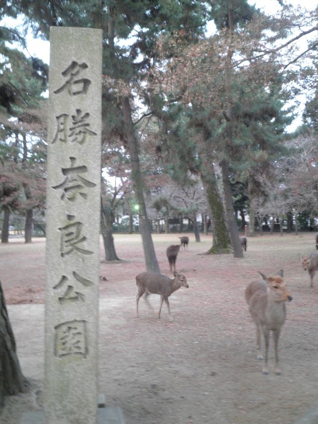 鹿でおなじみの奈良公園、多くの鹿は早朝より公園内を歩いていました<br /><br />＊朝が早かったので鹿せんべいの出店はやっていませんでした。
