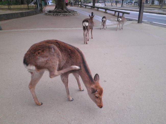 奈良公園にいた鹿、公園内や歩道に多くいました
