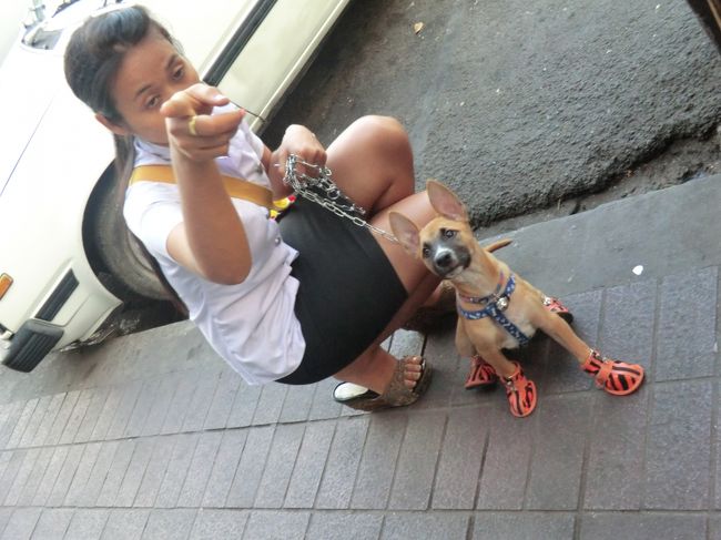 可愛いワンちゃんに遭遇・・・