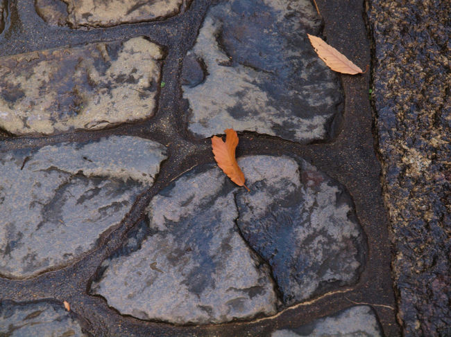 落ち葉