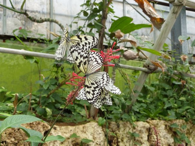 この白い蝶ばかりたくさん飛んでました。