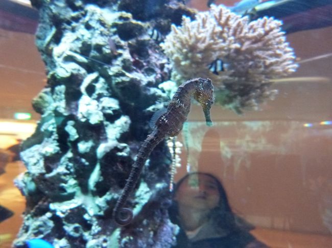 まずは今年の干支！<br />ということで、タツノオトシゴ？