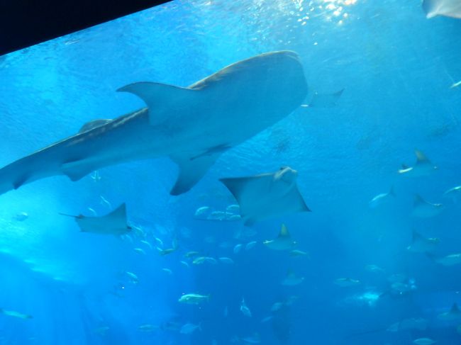 そしてジンベエザメ