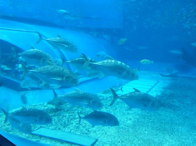 ジンベエザメの餌付けがあるというので、<br />私と義母さんは時間までこの巨大水槽の前で待機。<br />旦那と息子は館外にイルカショーを見に<br />行きました。