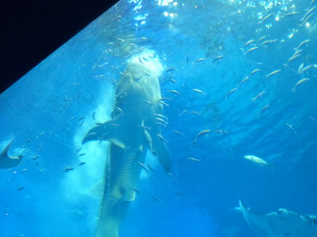 餌の時間になると、各自決まった餌場に移動。<br />餌をまくと、ジンベエザメが縦になって、水ごと大量に飲みだしました。