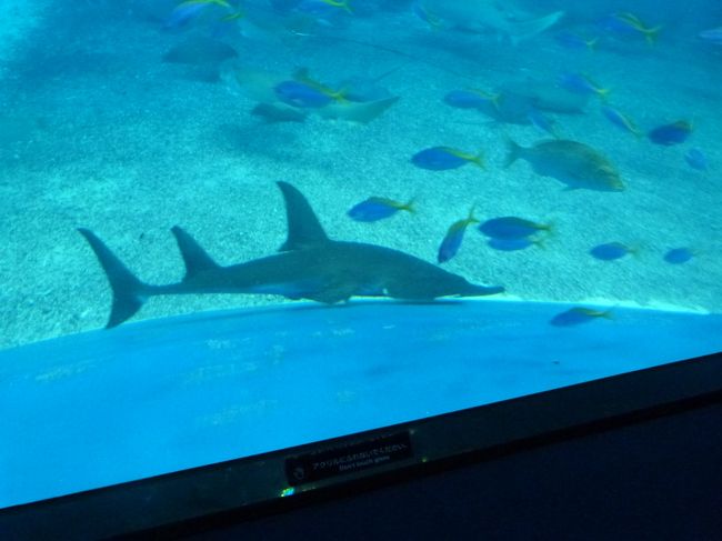 ジンベエザメのおこぼれを、他の魚たちが水槽の下に集まっていただいています。