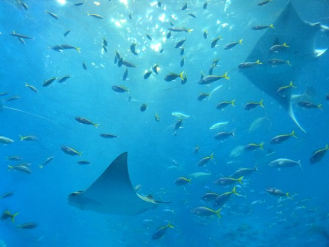 その後エイたちの餌付けも行われました。<br />糸巻きエイは、餌を食べるときは糸巻きを広げるんだね〜。