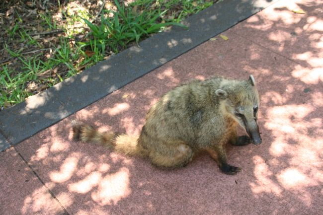 公園内の歩道にはハナグマがたくさんいる。