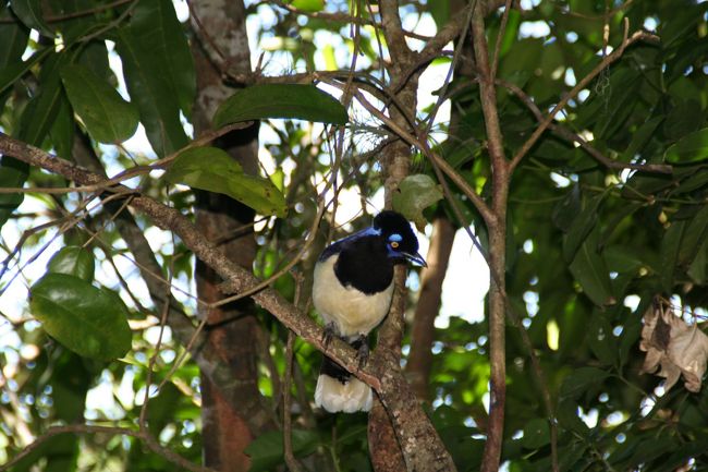 珍しい色をした鳥も。