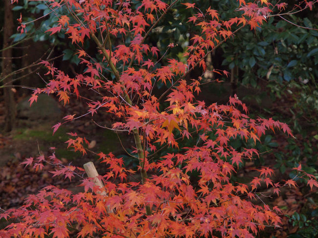 参道　脇、紅葉