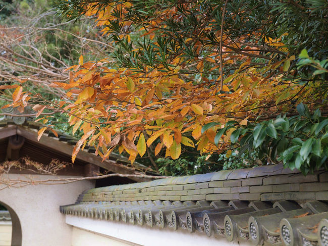 塀の外からのぞく　紅葉