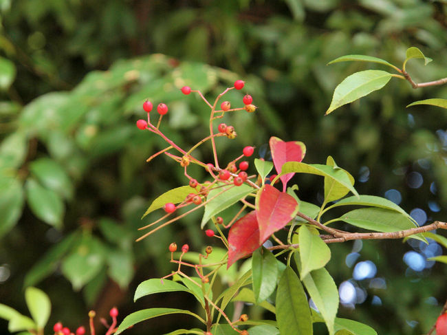 緑の中の鮮やかなアクセント