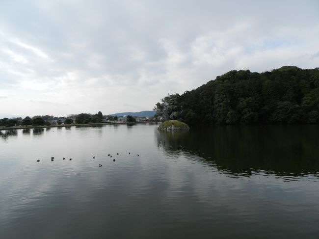 水鳥がたくさん遊んでいますね。<br />ちょっとズームしてみましょう。