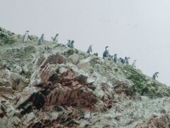 バジェスタス島
まずはペンギンの群れと遭遇しました。