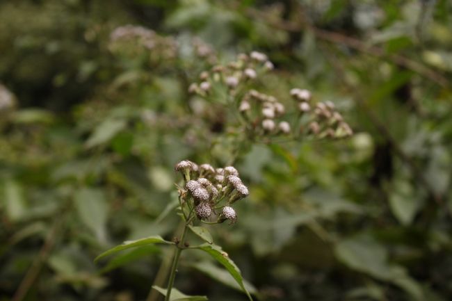 出口付近にはこのような花が咲いていました。