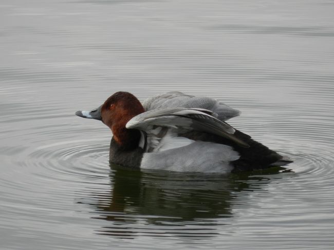カモがスイスイと気持ち良さそうに泳いでいました。